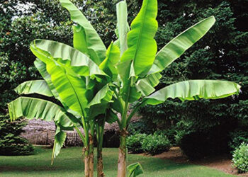 केळीवरील कुकुंबर मोझॅक विषाणूपासून काळजी घेण्याचे आवाहन