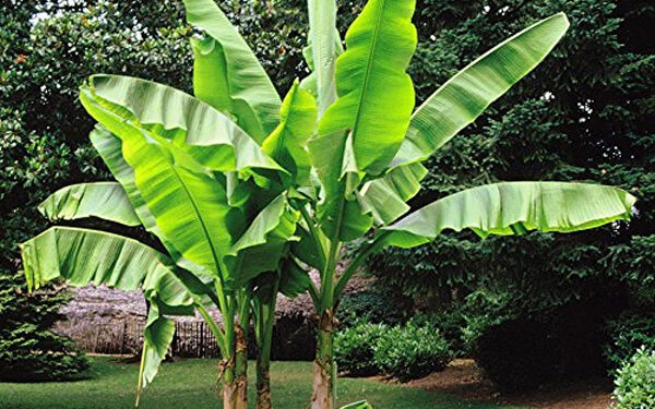 केळीवरील कुकुंबर मोझॅक विषाणूपासून काळजी घेण्याचे आवाहन