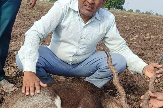 मुंगसे येथे कुत्र्याच्या हल्यात काळवीट जखमी