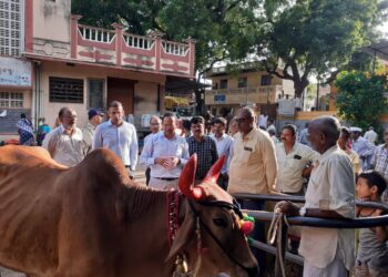 लम्पि रोगापासून काळजी घेण्यासाठी पशु पालकांनी खबरदारी घ्यावी