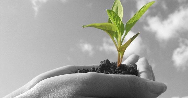 ५ जून जागतिक पर्यावरण दिनानिमित्त मराठी प्रतिष्ठान तर्फे वृक्षारोपण