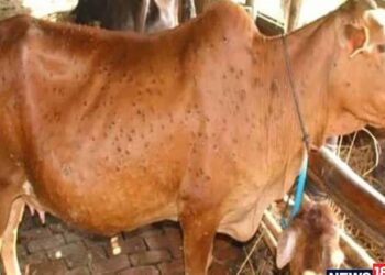 जिल्ह्यात लम्पी नियंत्रणात लम्पी लागण संख्या स्थिर