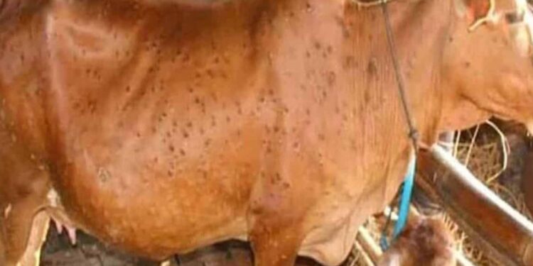 जिल्ह्यात लम्पी नियंत्रणात लम्पी लागण संख्या स्थिर