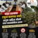 छाटणी करा, पण फांद्यांची विल्हेवाटही लावा